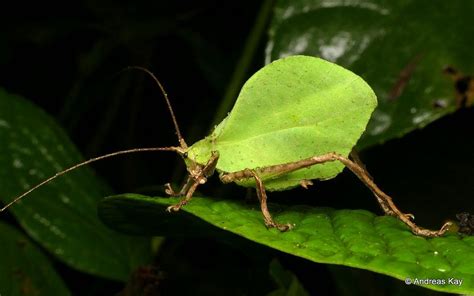 Leaf Mimicking Katydid Typophyllum Mortuifolium Insects Leaves Animals