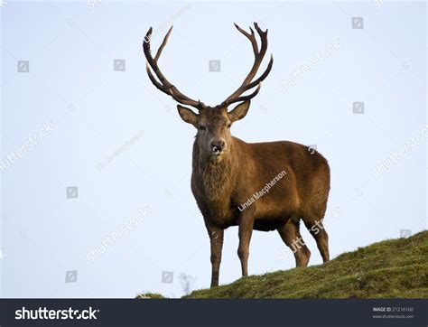 Red Deer Stag In The Scottish Highlands Stock Photo 21216160