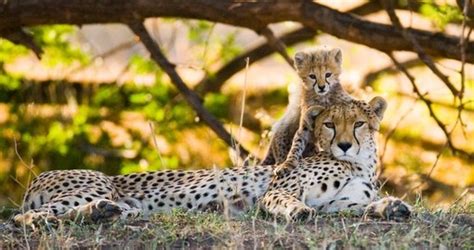 African Safari Vacations And More Goway Travel