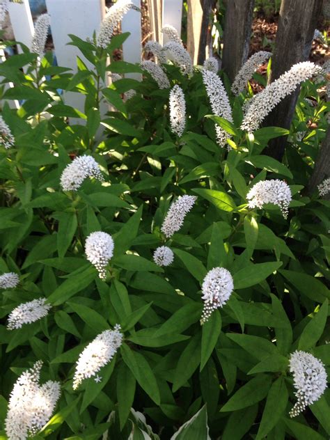 Identification What Is This 2 High Plant With Curved Spikes Of White