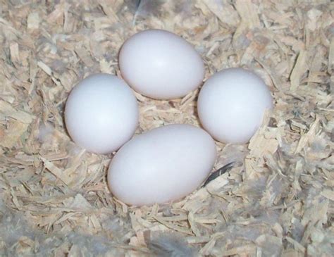 How Often Do Budgies Lay Eggs Bird Baron