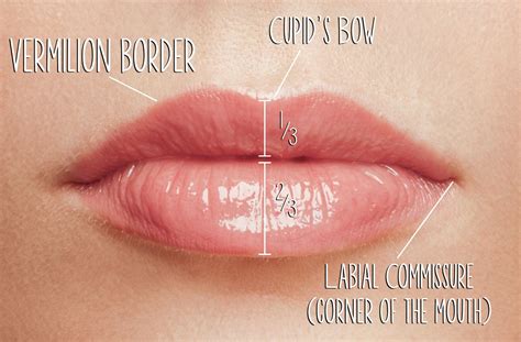 beautiful lips lips cosmetic medicine