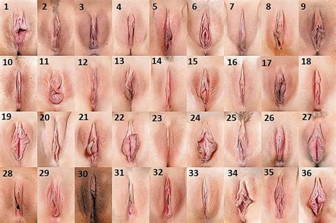 Vagina Types 1 Pics Xhamster