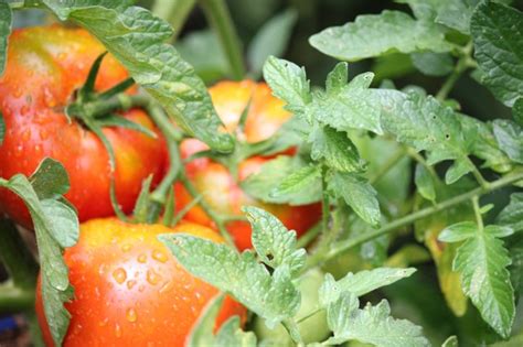 This will also encourage strong growth. Can I Save My Tomato Plants After a Frost? | Hunker