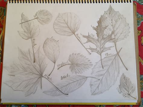 Leaves Pencil Drawing At Free For