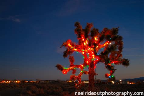 Christmas tree lights decorating palm trees is always fun and unique to me since i live in a cold weather region. Neal Rideout Photography | Misc Night Photos | High Desert ...