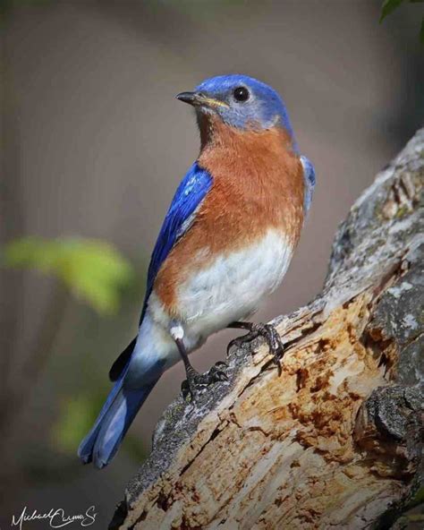 Blue Colored Birds In West Virginia The Complete Guide Photos For