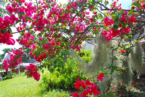 Flower Filled Tree Five Furlongs Flickr