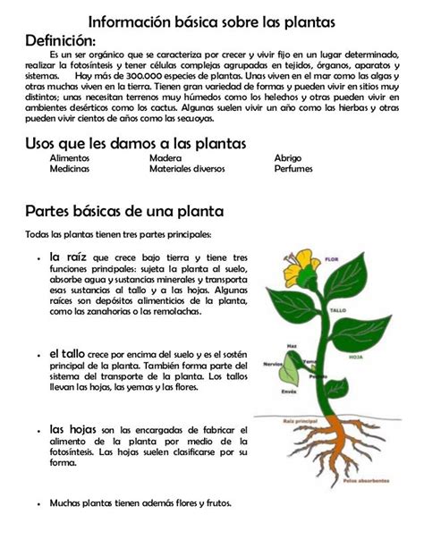 Modulo 11 Partes De La Planta