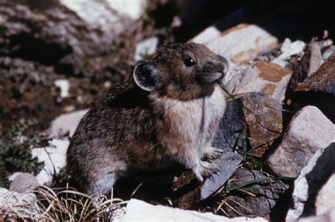 A Voice From The Wood Crayfish Healthy Pikas In Peril