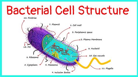 Bacterial Cell Structure Functions Youtube