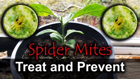 Spider Mites Ways To Naturally Get Rid Of Them Youtube