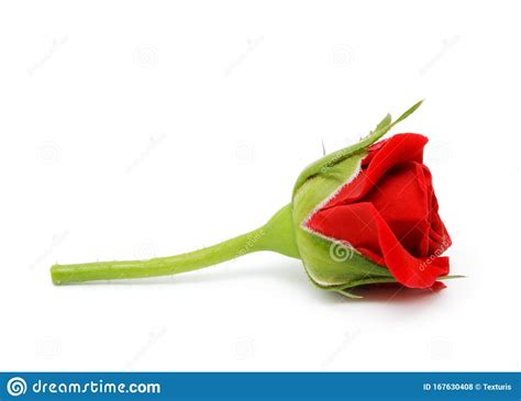 Red Rose Isolated On The White Background Stock Photo Image Of Stem
