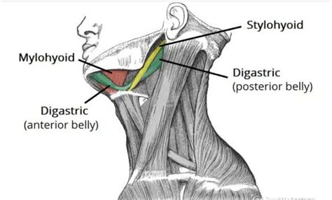 Digastric Muscle Definition And Examples Biology Online Dictionary