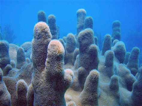 Protect Florida Keys Corals And The Coral Reef Ecosystem