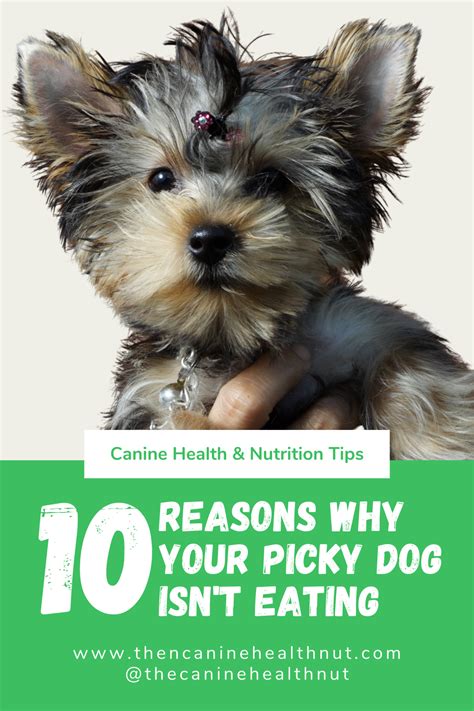 10 Reasons Why Your Picky Dog Wont Eat Dog Medicine Best Dog Food Dogs