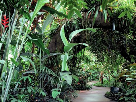 Tropical Rainforest Plants And Their Names Amazing