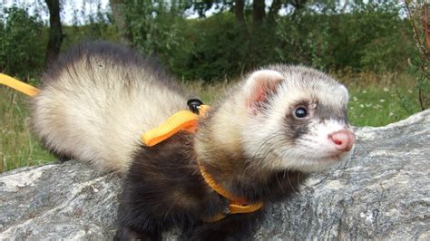 4k Ferret Wallpapers High Quality Download Free