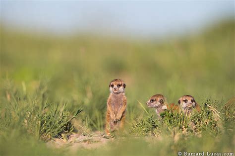 Photographer Became A Handy Lookout Post For Cute Meerkats Bored Panda
