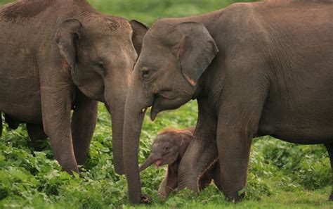 The Elephant Gathering In Sri Lanka Sri Lanka Travel Blog