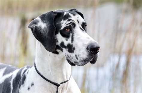 At What Age Is A Great Dane Full Grown