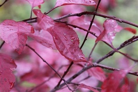 Learn How To Grow Purple Leaf Sand Cherry How To Guides Tips And