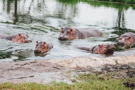 Zoológico Hipopótamo Del Nilo