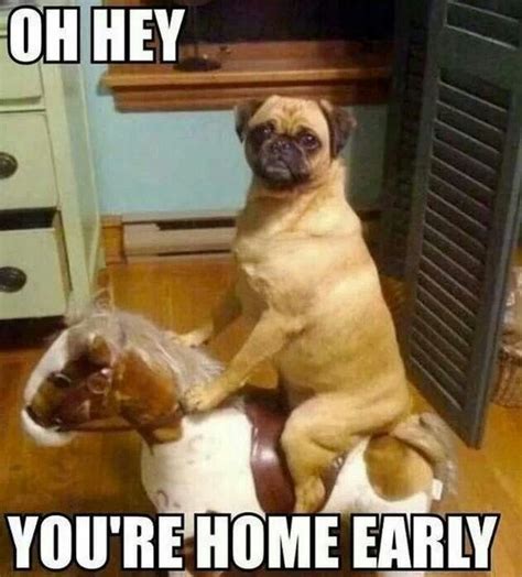 Oh Nooo Funny Dog Memes Funny Animal Pictures Funny Dog Pictures
