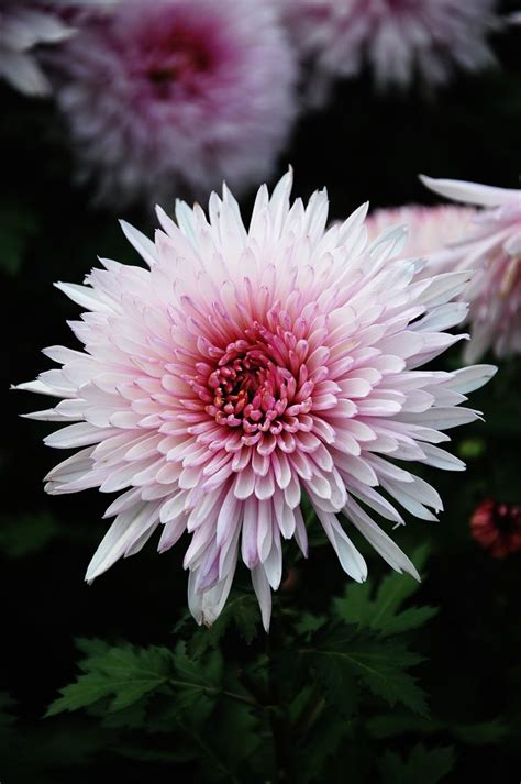 Chrysanthemum Flowers Featured Content Lovingly
