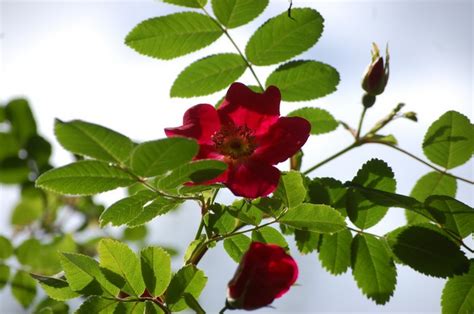 We did not find results for: Roos - Rosa moyesii 'Geranium'