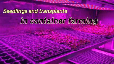 container farming seedling and transplanting step by step hydroponics guidelines youtube
