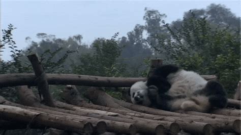 Panda   Abyss