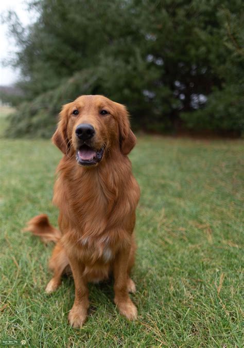 Akc Red Golden Retriever Stud Stud Dog In In The United States