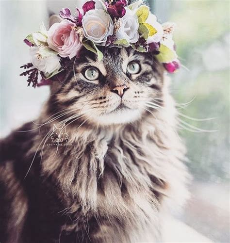 Flower Crowns Are Always In Cute Cats Beautiful Cats Pretty Cats