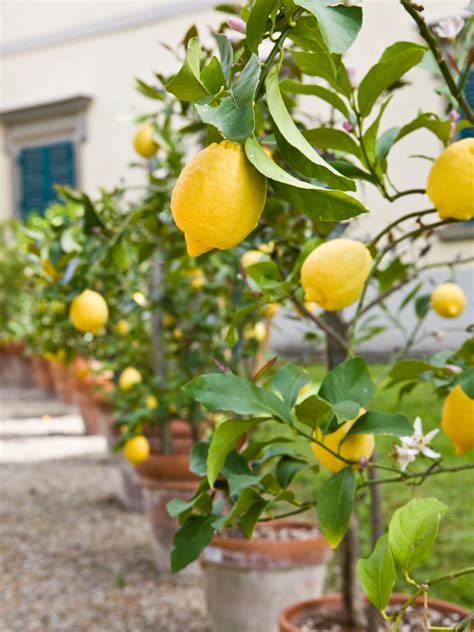 Planting Potted Fruit Trees 21 Best Ideas For Growing Fruit Trees In