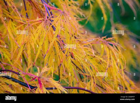 Fall Color In A Closeup Of Japanese Maple Tree Yellow Leaves Stock