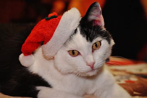 Royalty Free Photo White And Black Cat Wearing Santa Hat Pickpik