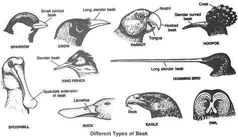 Types Of Beaks Descriptions Included Bout Birds Pinterest