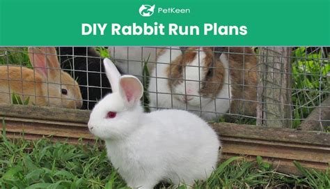 5 Diy Rabbit Run Plans You Can Build Today With Pictures Pet Keen