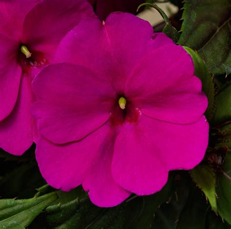 Sunpatiens Royal Magenta Hi Way Garden Center