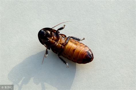 (cantonese, figuratively, derogatory) undesirable person or thing. 鄉下蟑螂多爺爺從來不用藥，一個祖傳「土方法」，蟑螂不敢再上門 - 每日頭條