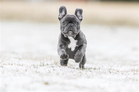 French bulldog is one of the world most beloved dog breeds yet the number of this dog breed is quite few. Blue French Bulldog Breed Info: 5 Must Know Facts ...