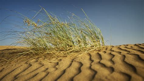 Desert Grass 2 Middle East United Arab Emirates Momentary Awe Travel Photography Blog