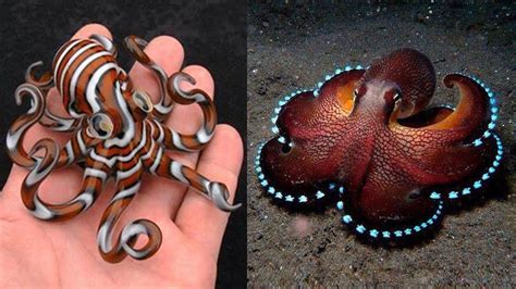 10 Most Beautiful Octopus Species In The World Youtube Octopus