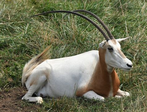 The 10 Best Horns In The Animal World The Definitive List Modern Farmer