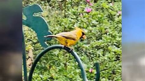 Rare Yellow Cardinal Spotted In Alabama Womans Yard 6abc Philadelphia