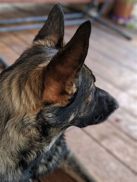 Dog German Shepard Pet Animal Cute Canine Domestic Mammal Guard