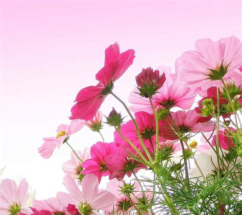 Pink Cosmos Flowers Bonito Cosmos Delicate Pink Hd Wallpaper Peakpx