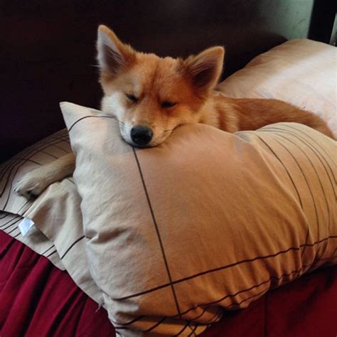 Meet Fox Dog A Pomeranian Husky Mix Who Is Taking The Internet By