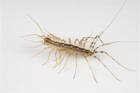 What You Should Know About The House Centipede